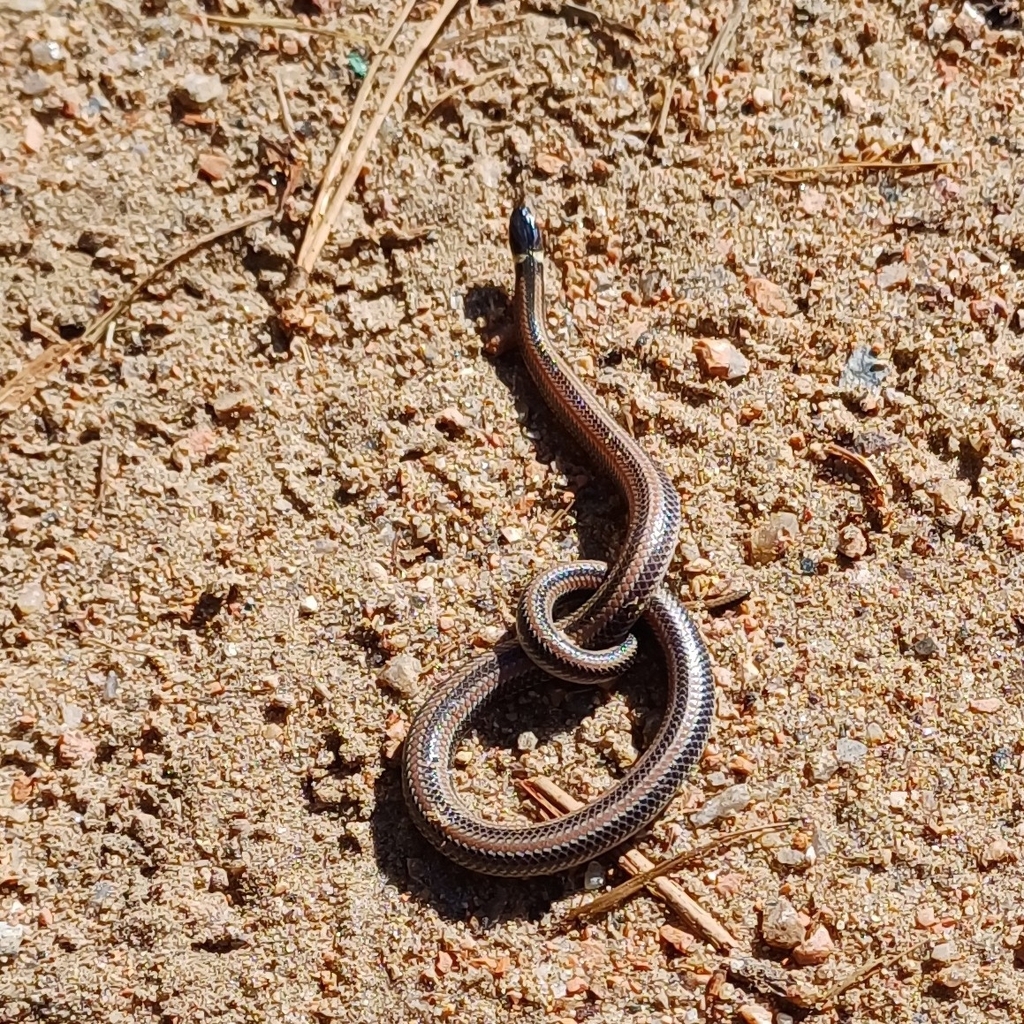Dumeril's Diadem Snake
