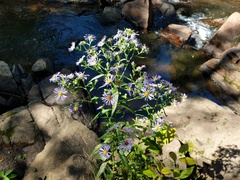 Symphyotrichum puniceum puniceum