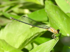 Pseudagrion pilidorsum declaratum