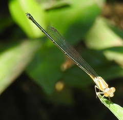 Pseudagrion pilidorsum declaratum