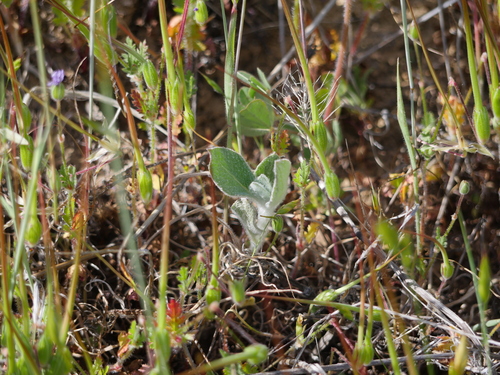 iNaturalist observation photo of California milkweed