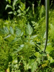 Ligusticum