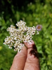 Ligusticum
