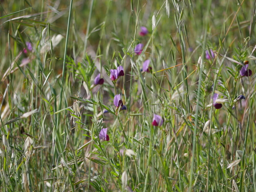 iNaturalist observation photo of Common Vetch