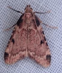 Aglossa costiferalis