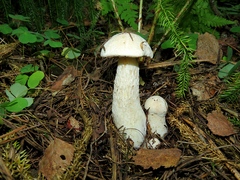 Leccinum percandidum