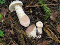 Leccinum percandidum