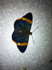 Chaetocneme porphyropis