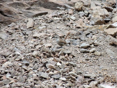 Ochetorhynchus ruficaudus