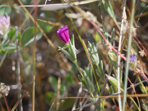 iNaturalist observation photo of Winecup Clarkia