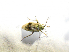 Lygus shulli