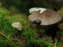 Chrysomela lapponica