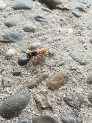 Philanthus triangulum
