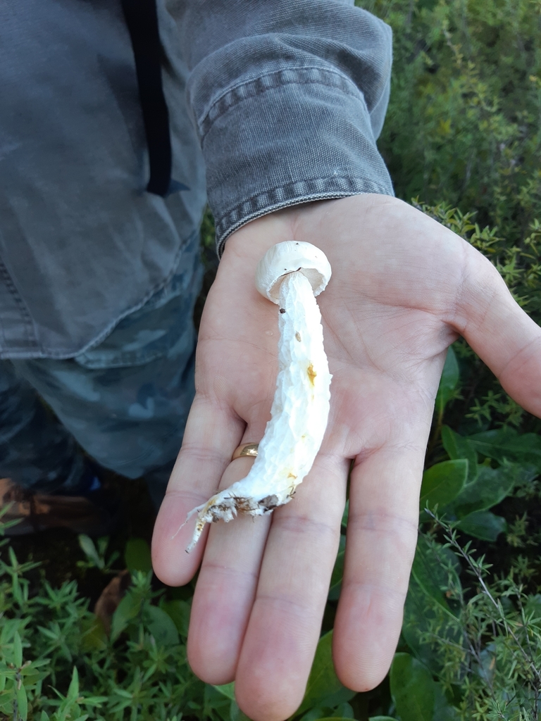 Austroboletus niveus · May 2025 · photo: © ivan1228 (iNaturalist, cc-by)