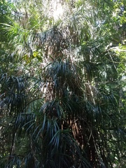 Freycinetia