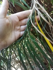 Freycinetia