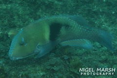 Choerodon cephalotes