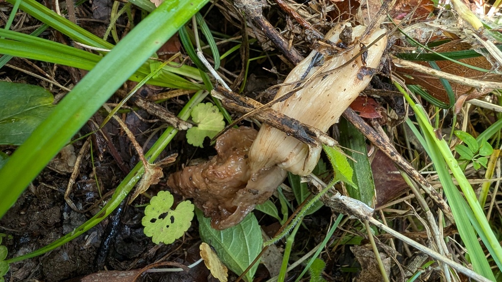 Entoloma sepium · May 2025 · photo: © atsushi_nakajima_cirque (iNaturalist, cc-by)