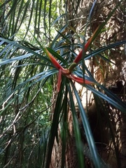 Freycinetia