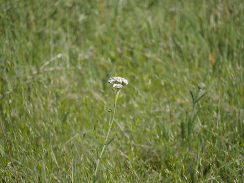 iNaturalist observation photo of common yarrow