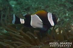 Amphiprion latezonatus