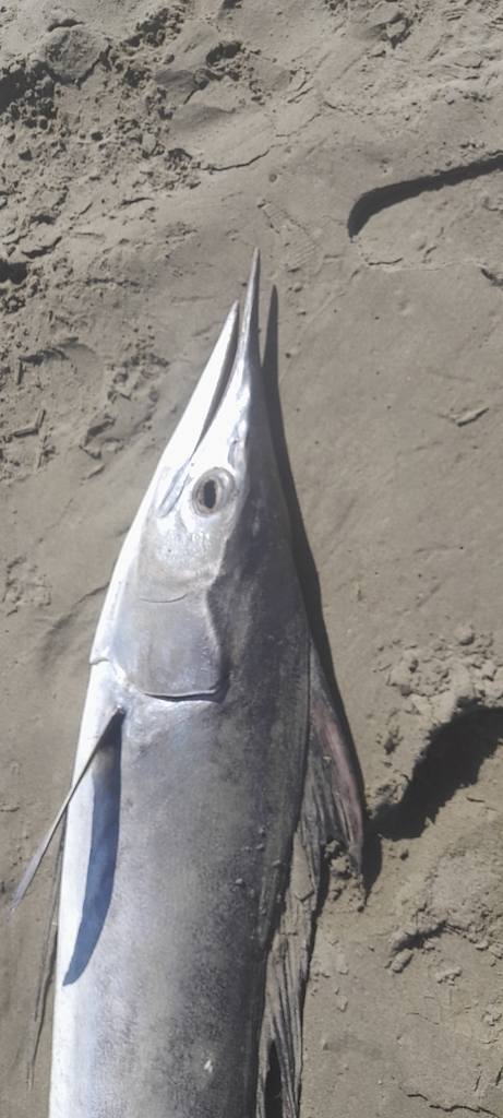 Hatchet marlin (Tetrapturus angustirostris) — Istiophoridae