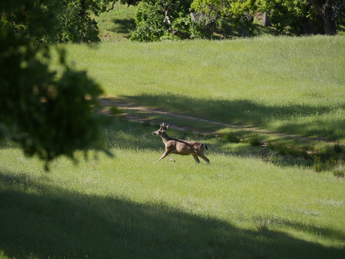 iNaturalist observation photo of Mule Deer
