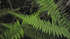 Amauropelta argentina
