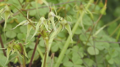 Gilliesia cuspidata
