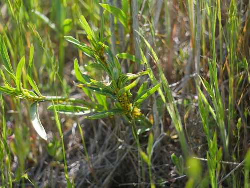 iNaturalist observation photo of Oleander Aphid