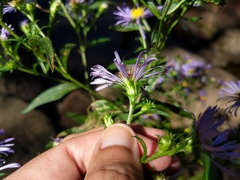 Symphyotrichum puniceum puniceum