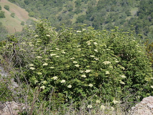 iNaturalist observation photo of blue elder