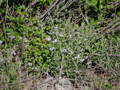 iNaturalist observation photo of Solanum umbelliferum