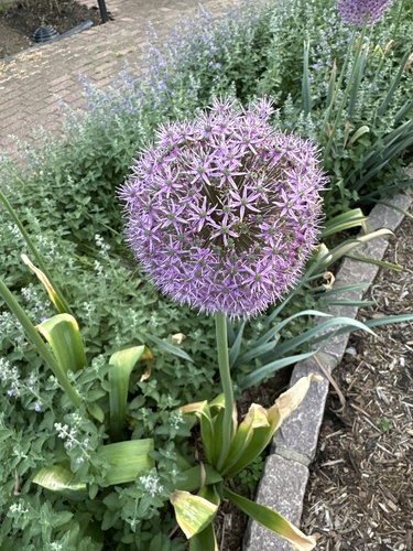 Foto de Allium giganteum é conhecido como "alho-gigante"