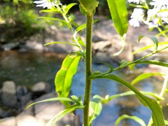 Symphyotrichum puniceum puniceum