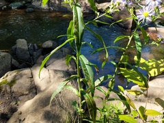 Symphyotrichum puniceum puniceum