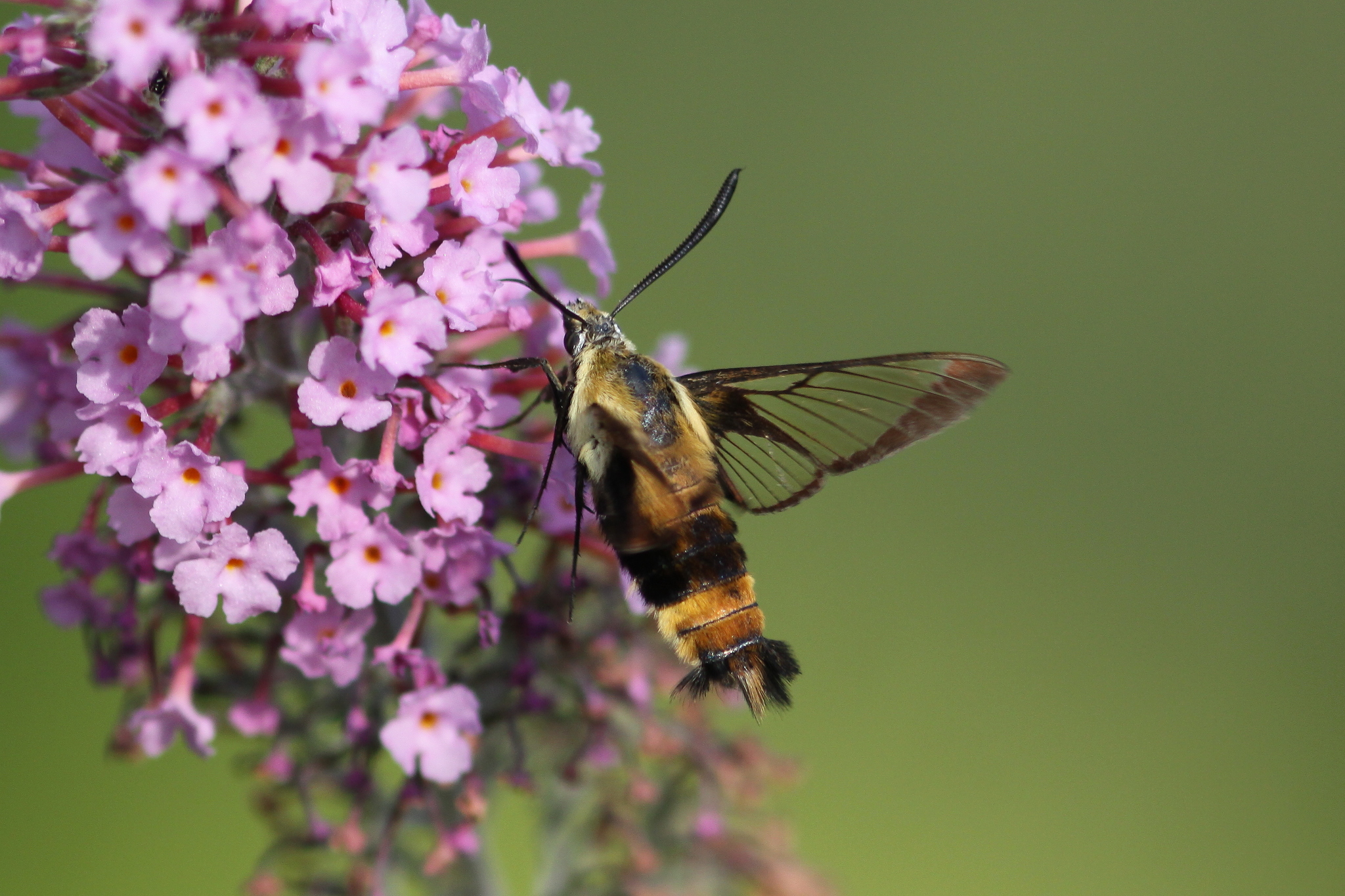 snowberry clearwing resting on a cluster on small purple flowers