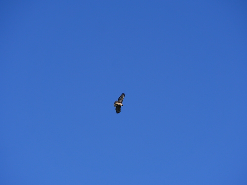 iNaturalist observation photo of Red-tailed Hawk
