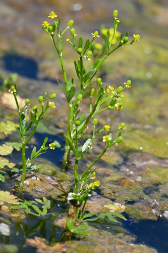 Ranunculus sceleratus L.