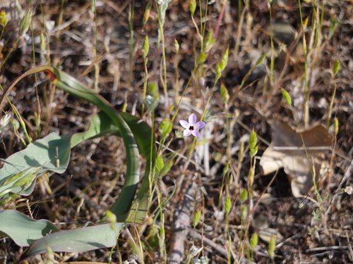 iNaturalist observation photo of Serpentine Leptosiphon