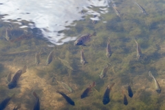 Lepomis macrochirus purpurascens