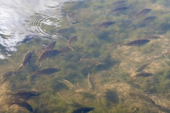Lepomis macrochirus purpurascens