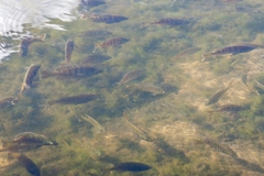 Lepomis macrochirus purpurascens