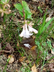 Epargyreus clarus clarus