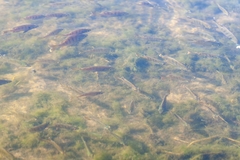 Lepomis macrochirus purpurascens