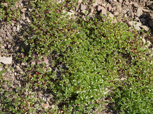 iNaturalist observation photo of thyme-leaved pogogyne