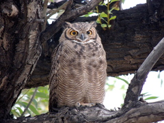 Bubo virginianus magellanicus