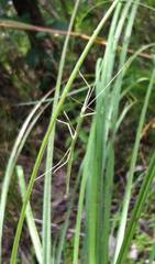 Austrosipyloidea carterus