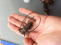 Batocera frenchi