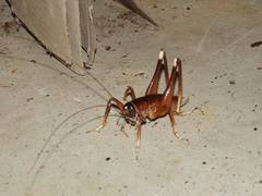 Penalva flavocalceata